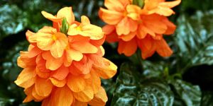 Fresh Crossandra Flowers