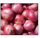 Fresh Onion