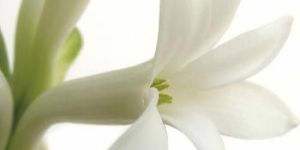 Fresh Tuberose Flowers