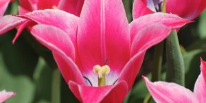 Fresh Tulips Flowers