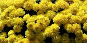 Madurai Jasmine Flower