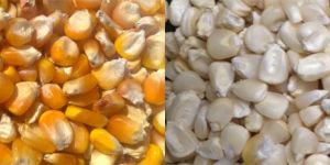 Maize
