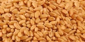Wheat