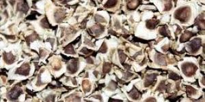 Moringa Seeds