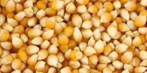 Yellow Corn