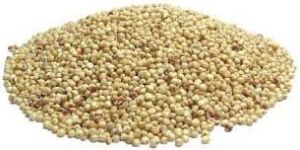 White Sorghum