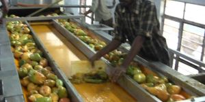 Fruits Processing Service