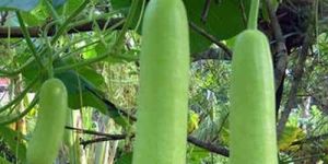Bottle Gourd Seeds