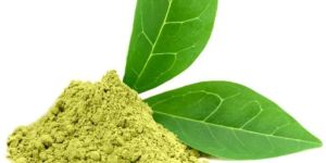 Green Tea Extract