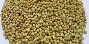 Ground Coriander Seeds