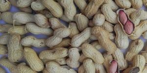 In Shell Peanuts