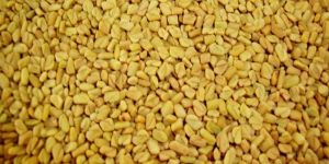 Indian Fenugreek Seed