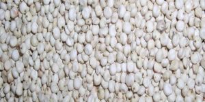 Sorghum Seeds