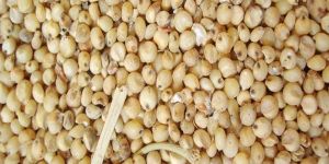 Sorghum Sudan Grass Seeds