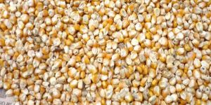 Yellow Corn Maize