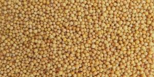 Yellow Mustard Seeds