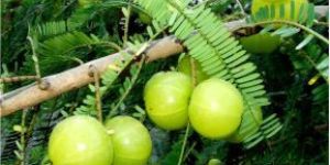 Amla Powder