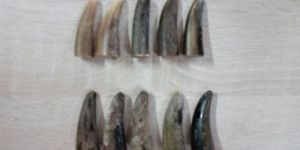 Buffalo Horn Toggles