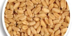 Wheat Seeds