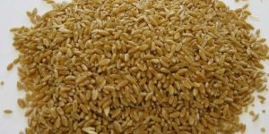 Durum Wheat Seeds
