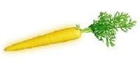 Yellow Carrot