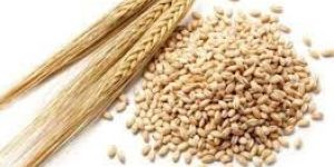 Barley Seeds