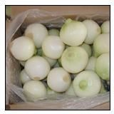 Fresh Onion