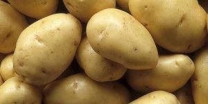 Fresh Potato