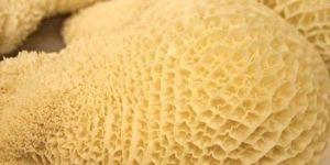 Frozen Buffalo Tripe