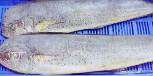 Frozen Mahi Mahi Fish