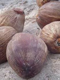 Brown Coconut
