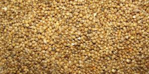 Samai Millet Seeds