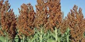 Sorghum Plant