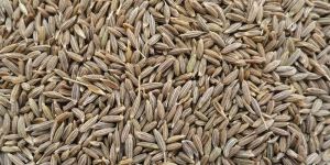 Cumin Seeds