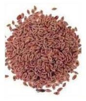 Isabgol Seeds
