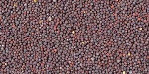 Mustard Seeds