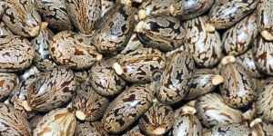 Castor Seeds
