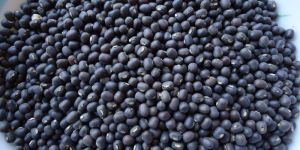 Indian Pulses
