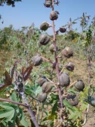 Organic Castor Seeds