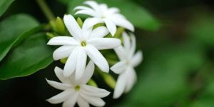 Jasmine Flowers