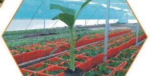 Plant Growth Chamber