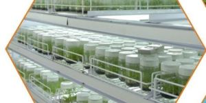 Transgenic Greenhouse Facilities