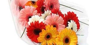 Gerbera Flowers