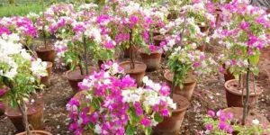 Bougainvillea