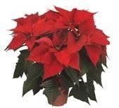 Euphorbiaceae Outdoor Plants