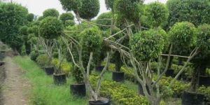 Ficus Multi Outdoor Plants