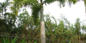 Foxtail (Wodyetia Bifurcata) Landscape Plants