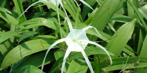 Hymenocallis Littoralis Indoor Plants