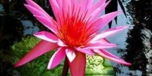 Pink Water Lily