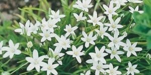 Zephyranthes_candida Outdoor Plants